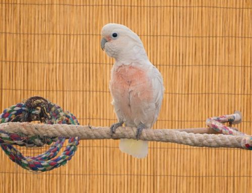 Mr. Peaches 16 YO M Goffins Cockatoo With A Unique *Fetish – For Men Only –