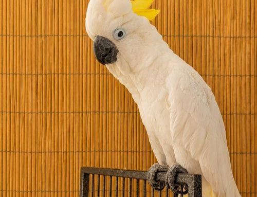 Romeo 18 YO Greater Sulfur Crested Cockatoo -Seeking a Lady