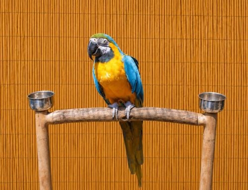 Clydee F Blue &Gold Macaw Special Needs 4 A Man Only