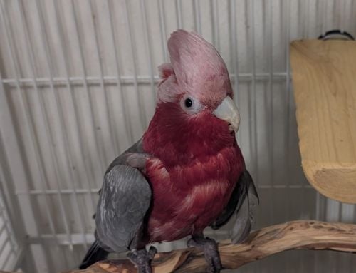 Ziva 20 YO F- Rose-Breasted Cockatoo -4 Men-