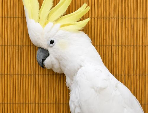 Merlin – M Eleanora Cockatoo