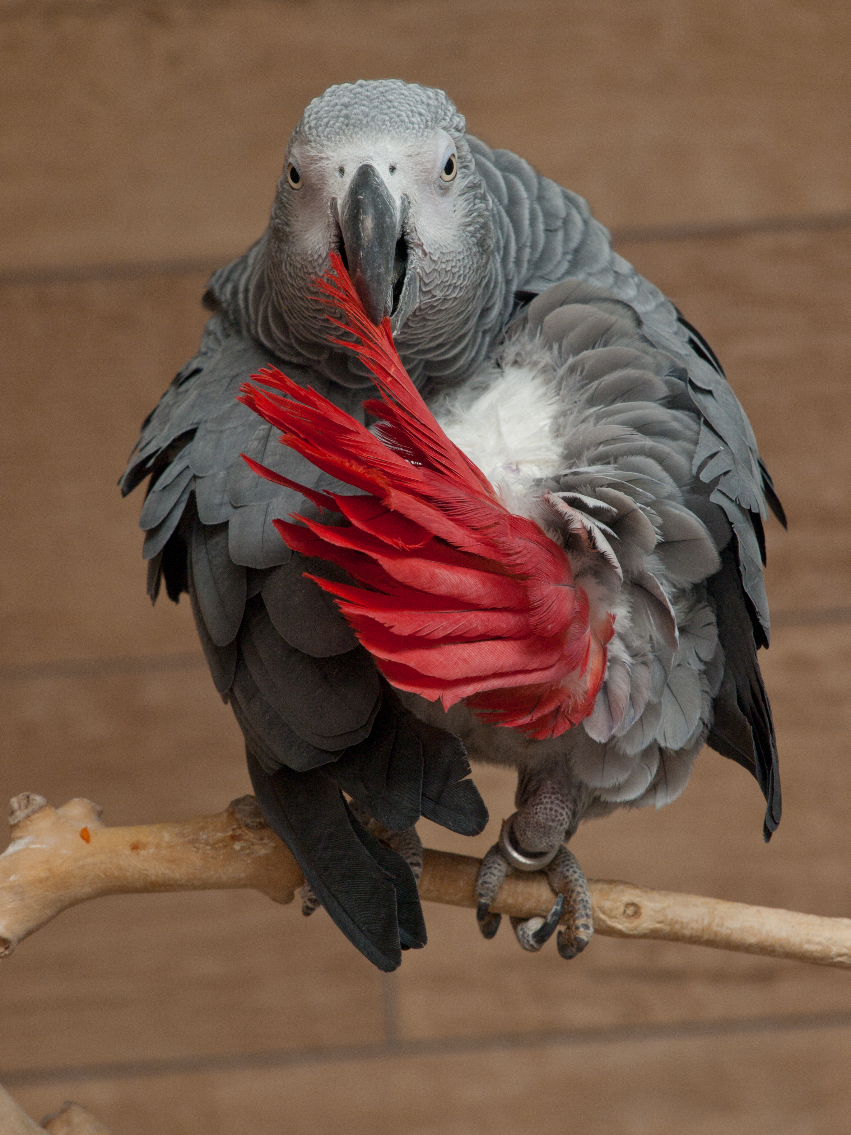 African_grey_parrot