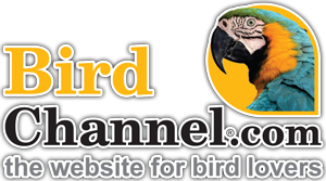 Bird-Channel-Logo
