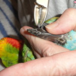 Parrot Perch Grooming