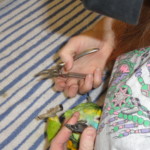 Parrot Perch Grooming