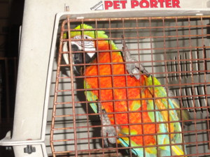 Neglected Parrots