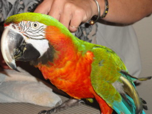 Neglected Parrots