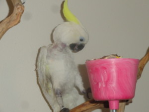 Rescued Sulfur Crested Cockatoo