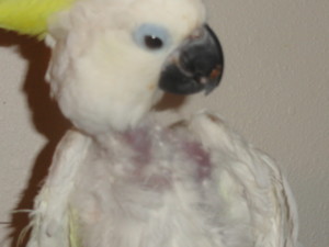 Rescued Sulfur Crested Cockatoo
