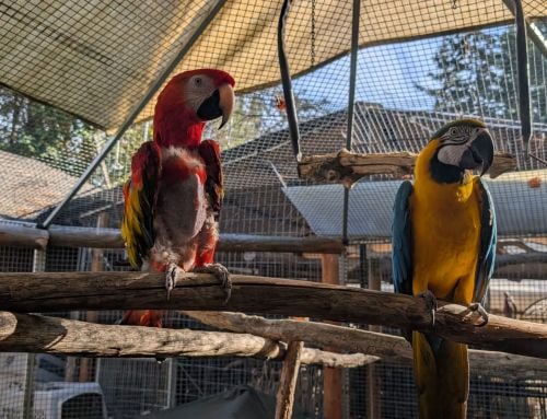 Meet Diego and Ms. G – Seeking a Special Man -Available Friday 10- 23
