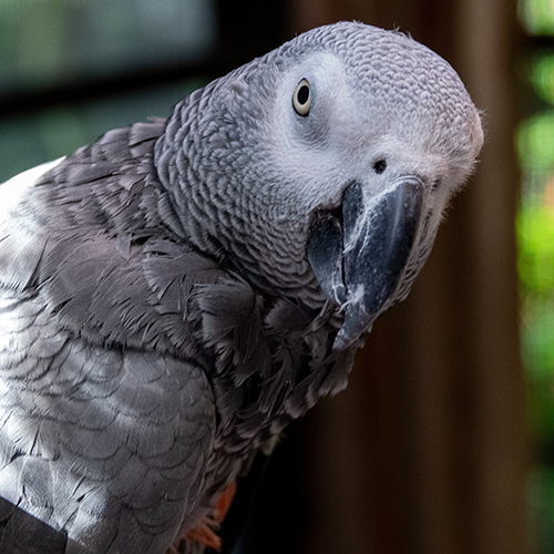 Do's and Don'ts of Parrot Ownership