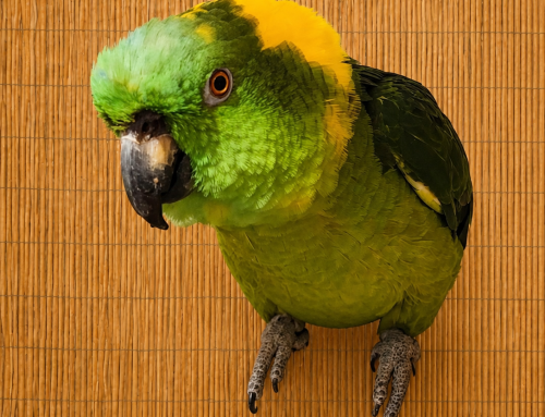 Eddie – Yellow-Naped Amazon Parrot
