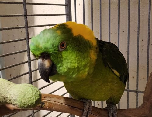Eddie – Yellow-Naped Amazon Parrot