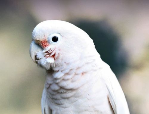 Mr.Pumpkin The Goffins Cockatoo *New Photos Coming – 4 Ladies