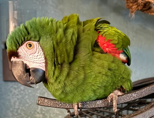 Meet Harley The Severe Macaw – Prefers a Lady Available Friday 10.23-Prefers a Lady