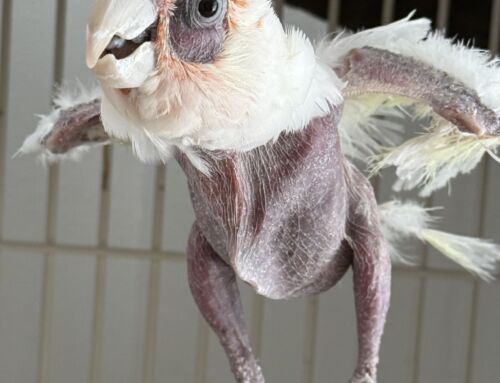 Icarus – Bare-eyed Cockatoo