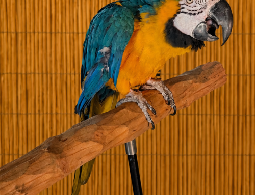 Keisha Female Blue & Gold Macaw – For Ladies ONLY-