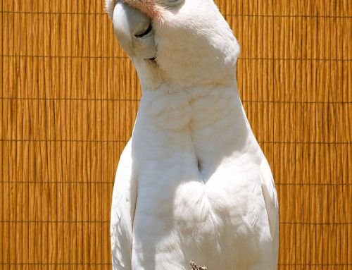Mr.Pumpkin The Goffins Cockatoo – 4 Ladies