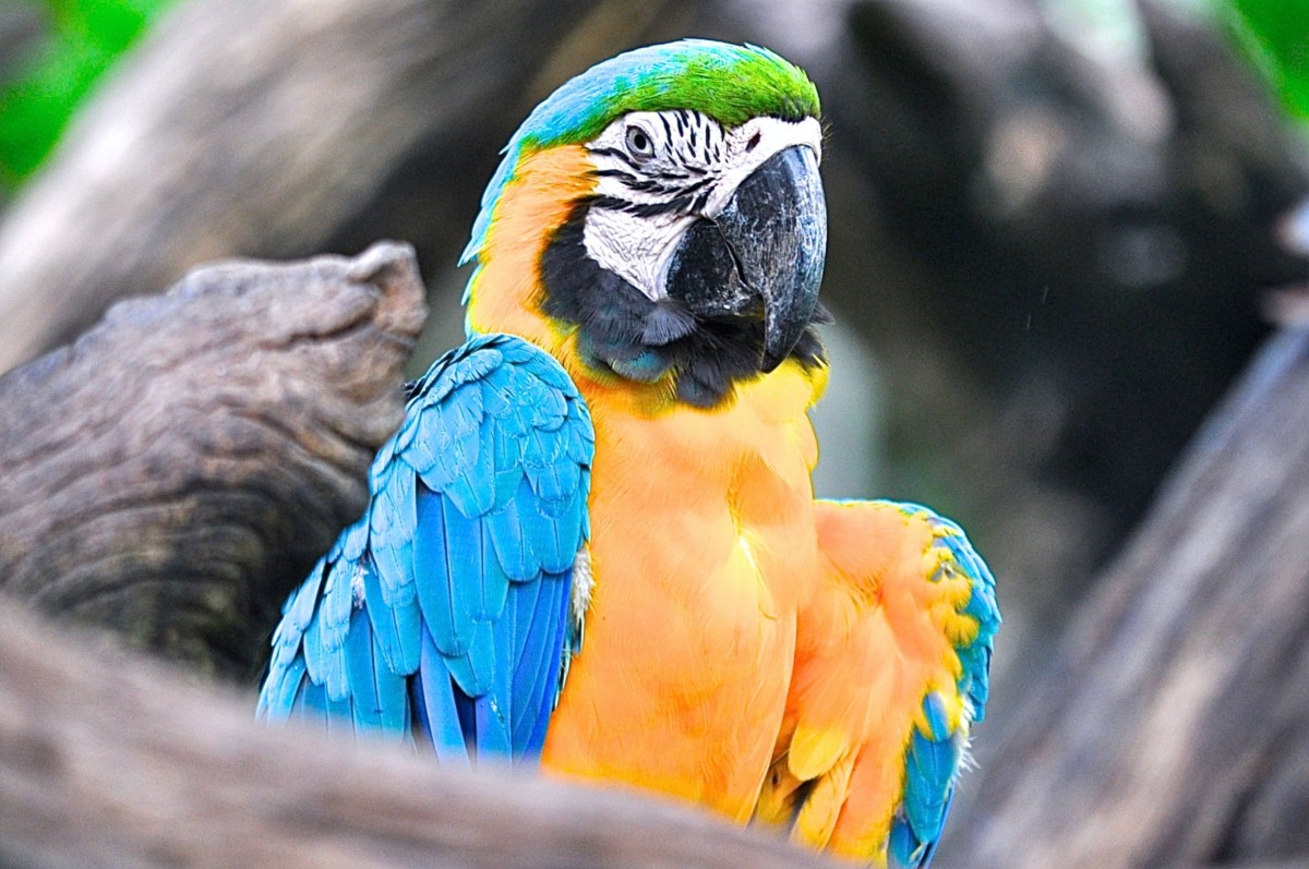copy parrot copy parrot